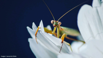 Mantis 3