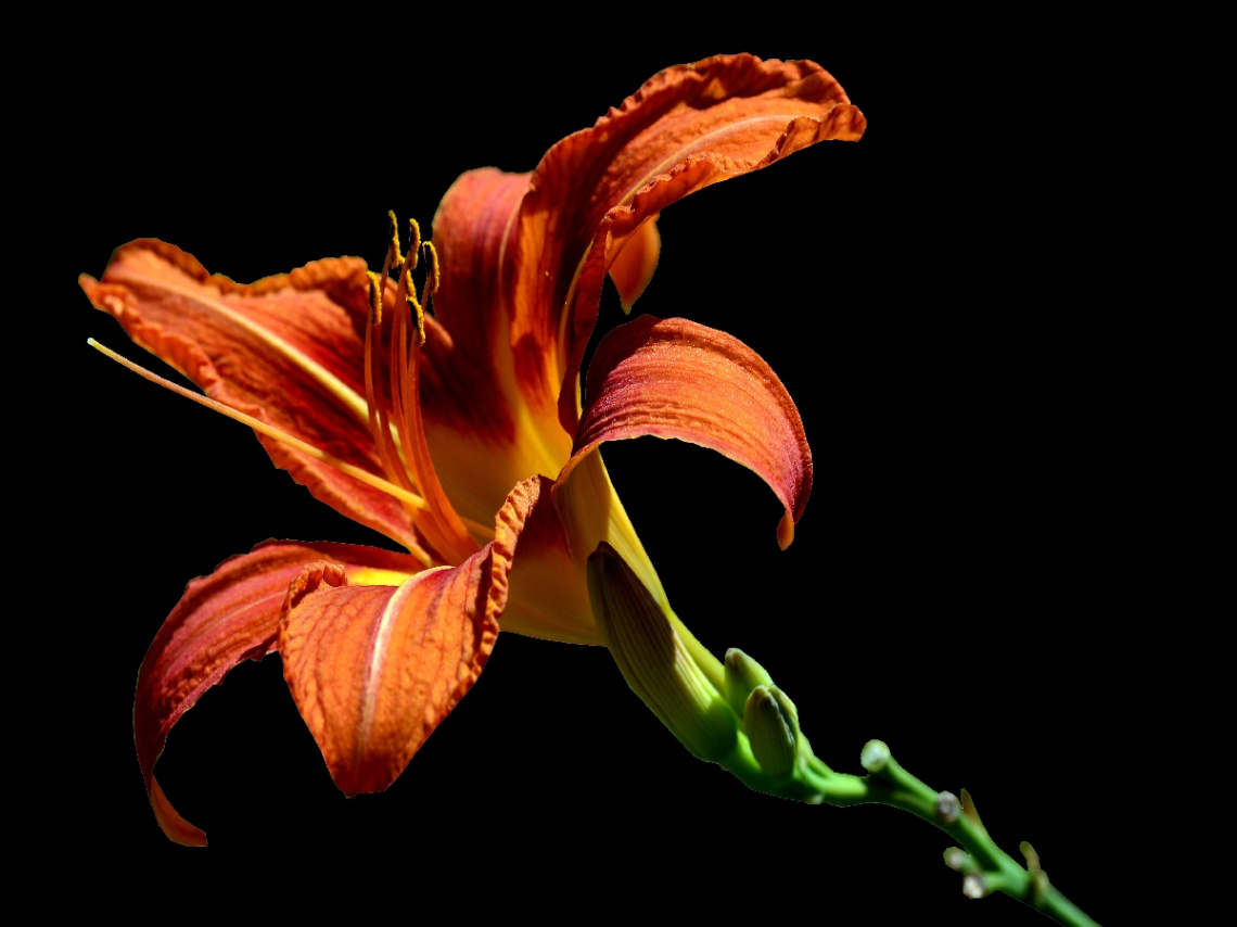 BLÜTE