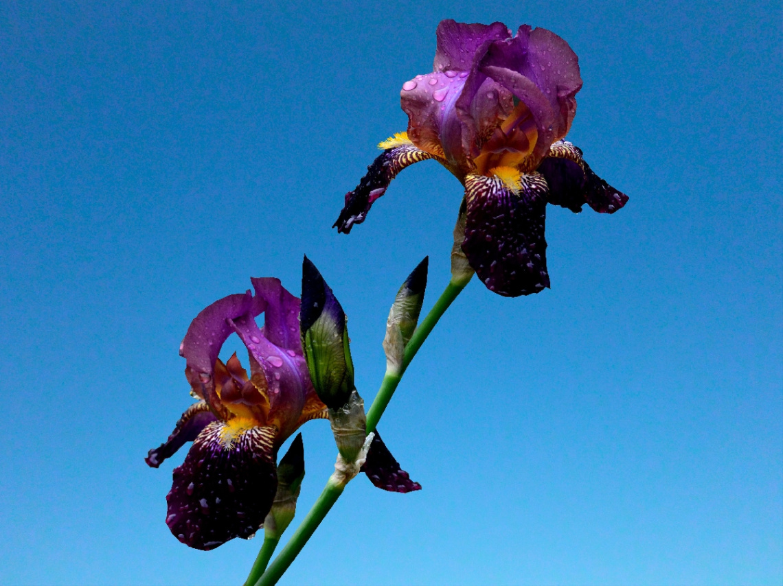 BLÜTEN