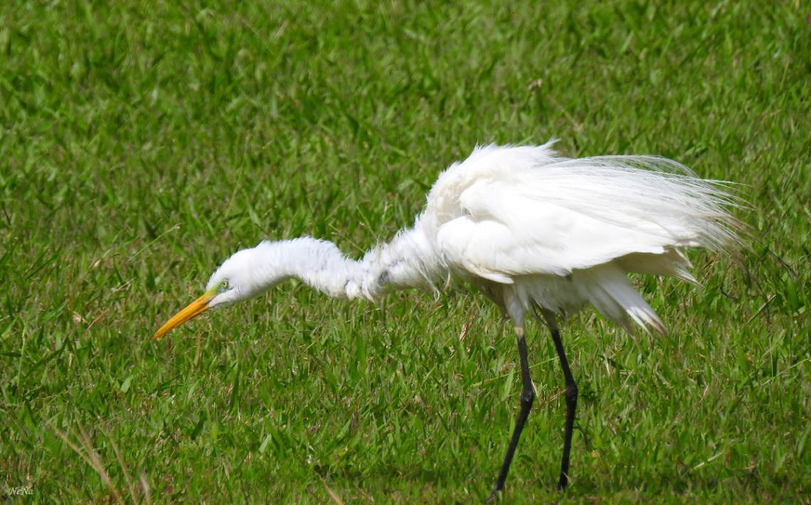 Great Egret 