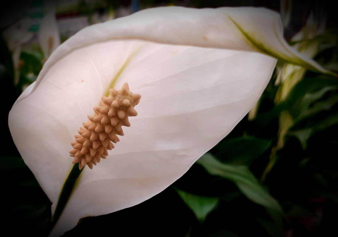 Spathiphyllum wallisii