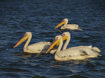 Pelikanlar