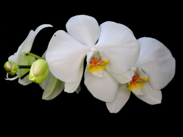 Wanda Orchids