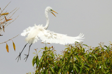 Great Egret puppy learning to fly