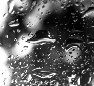 Sonoran Desert Rain Drops