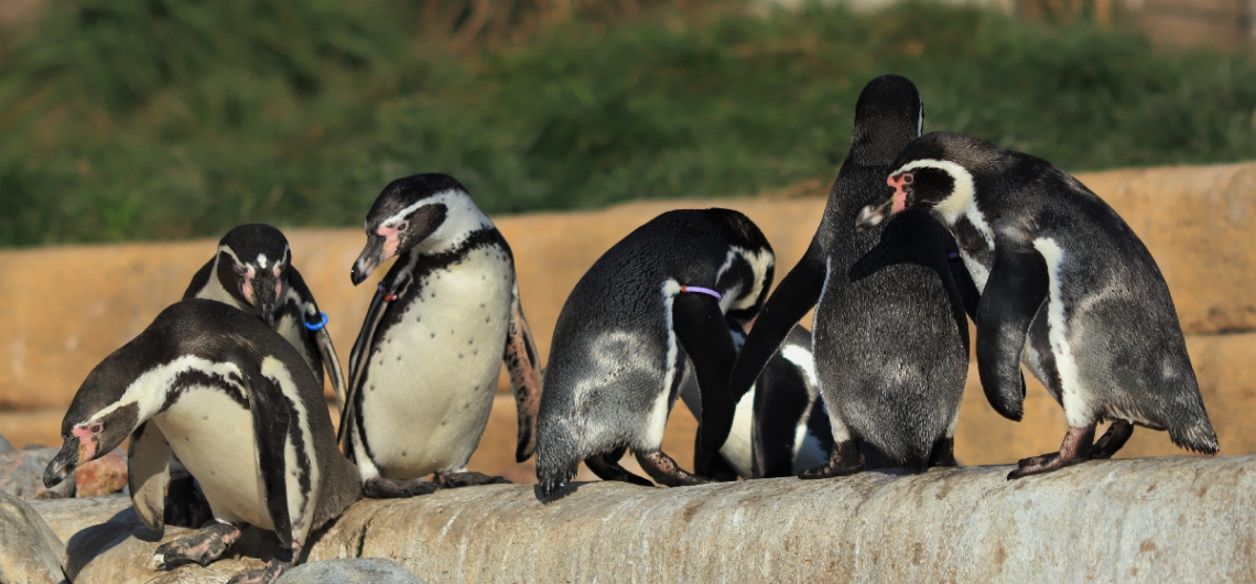 Penguin moment