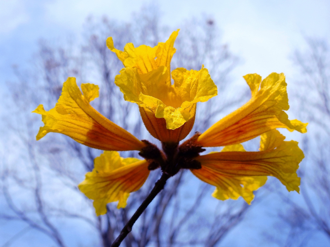 Ipê Amarelo