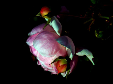 BLÜTE