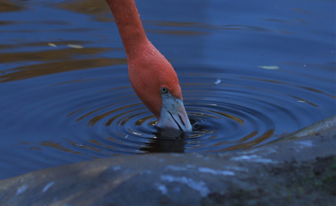 Flamingo moment...