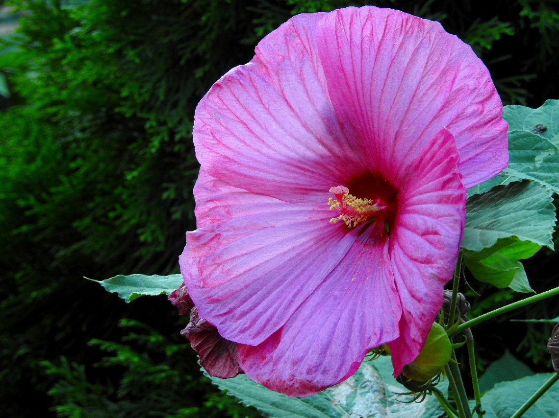 Hibiscus