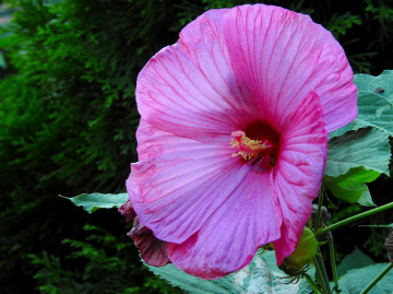 Hibiscus