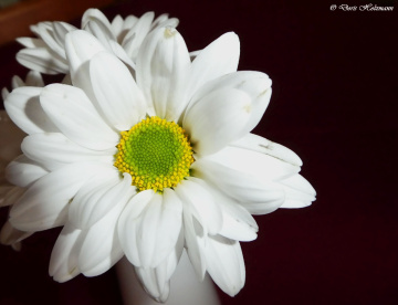 Blüte