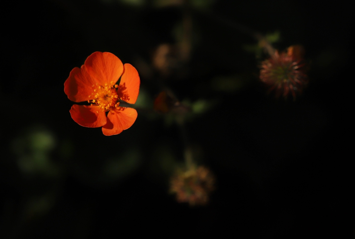 Orange In The Dark