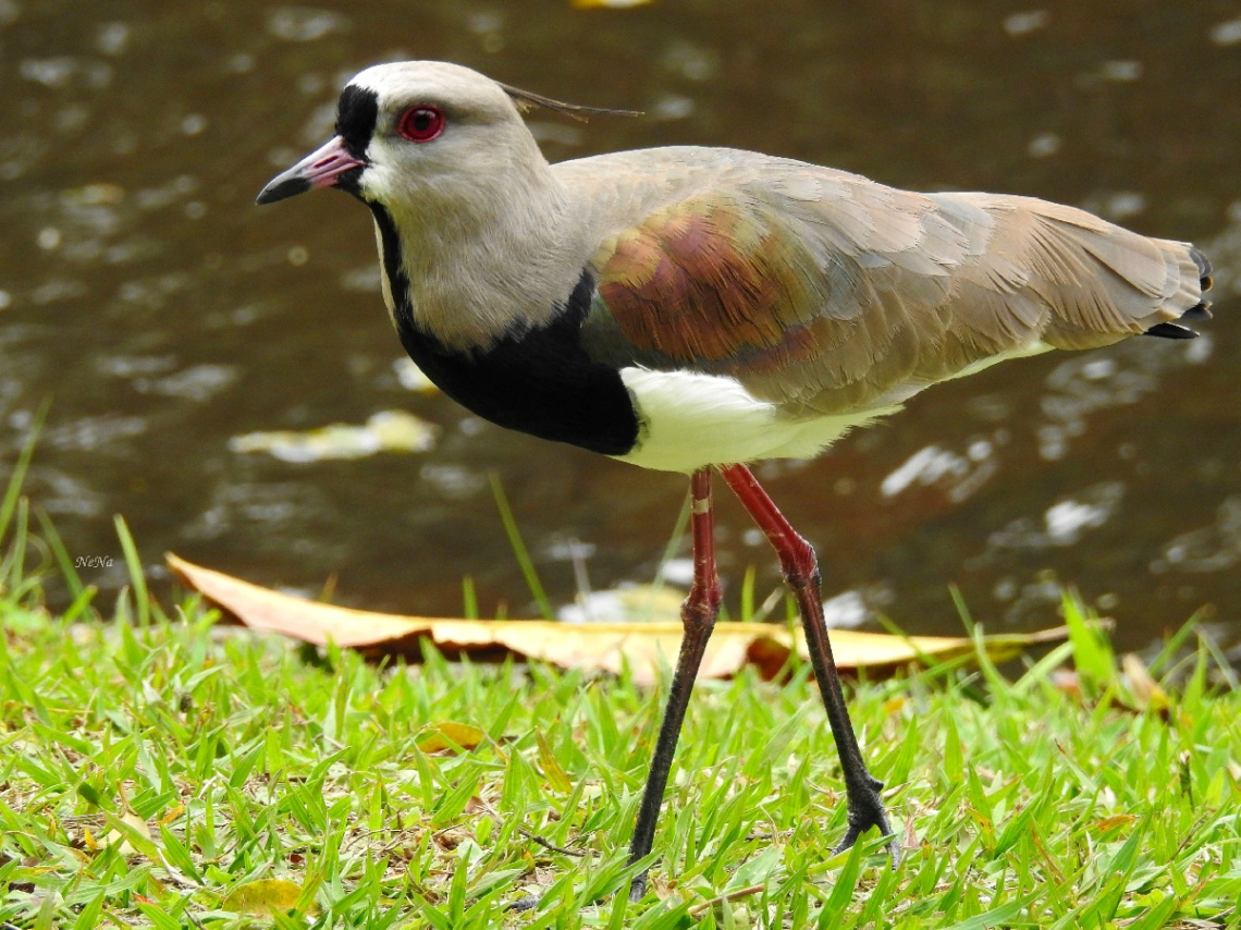 Quero-quero (Vanellus chilensis) 