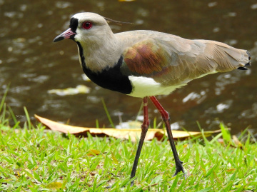 Quero-quero (Vanellus chilensis) 