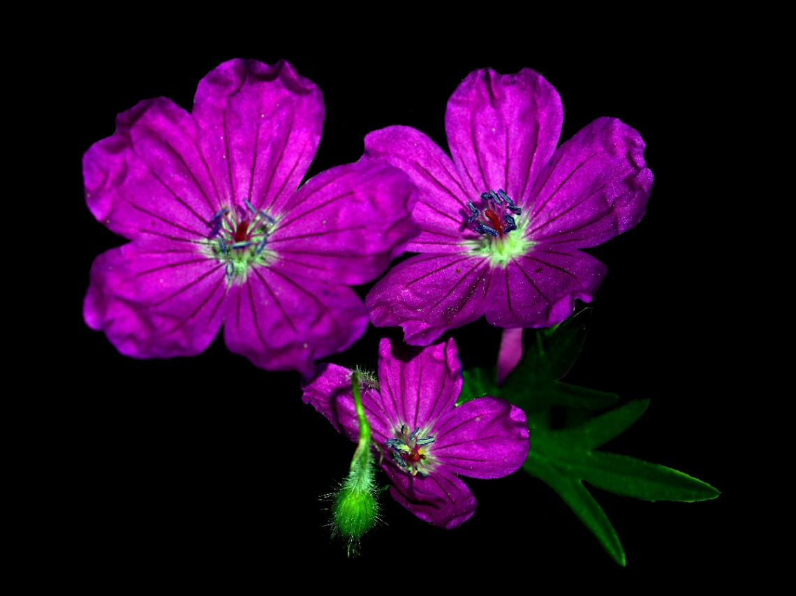 BLÜTEN