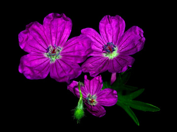 BLÜTEN