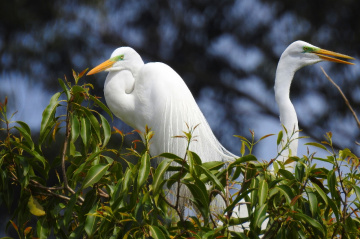 Great Egret 