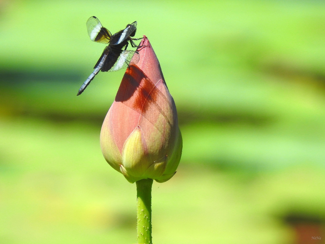 Lotus with Dragonfly 
