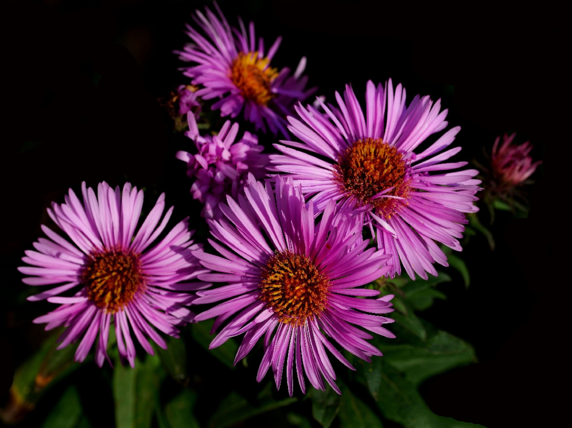 BLÜTEN