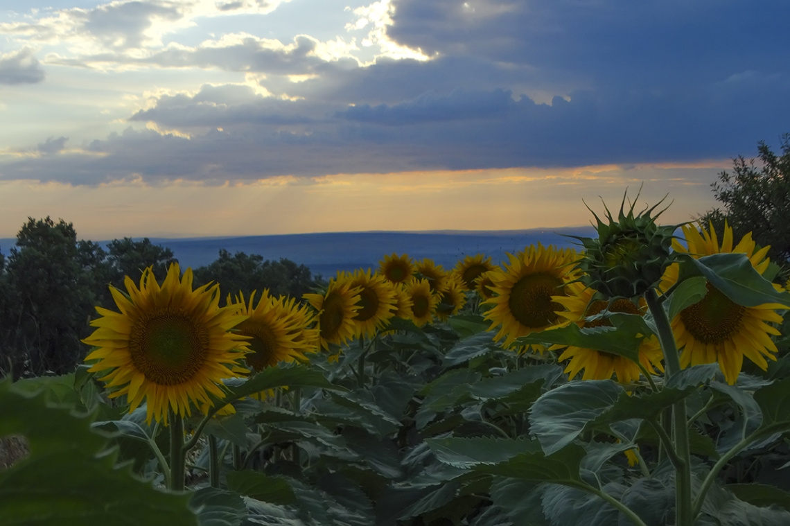 Ay Çiçeği Tarlası
