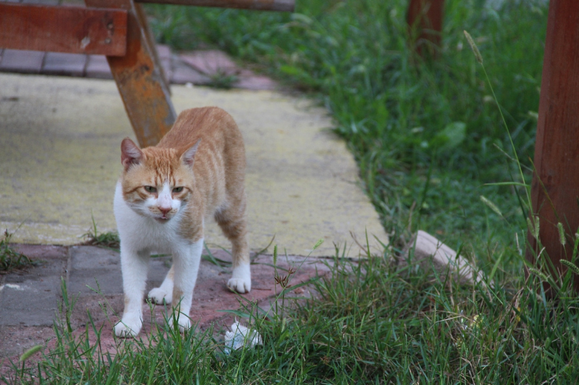 Aslan parçası