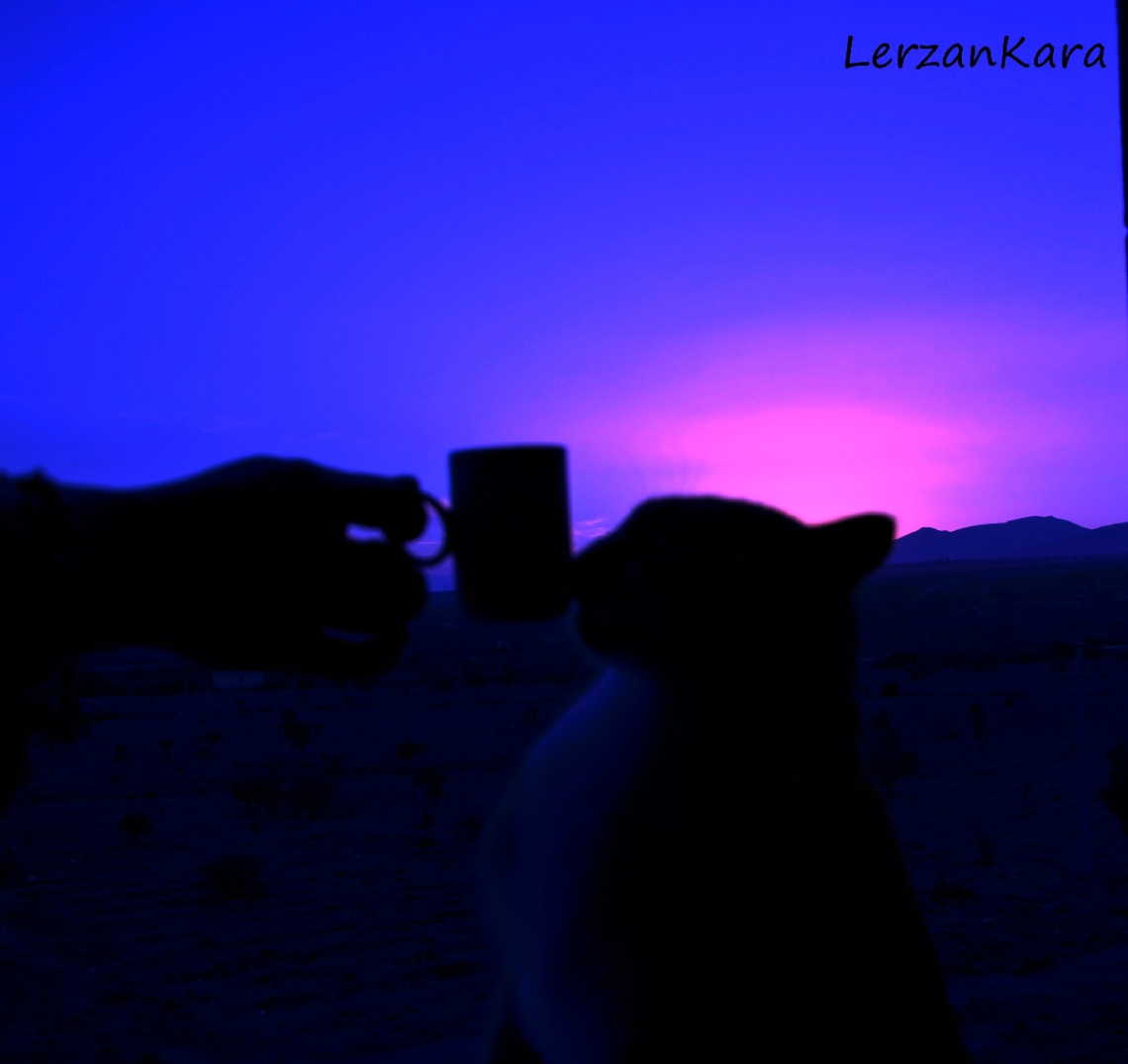 kediyle kahve