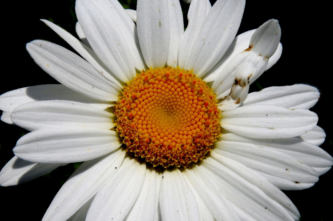 Margarida