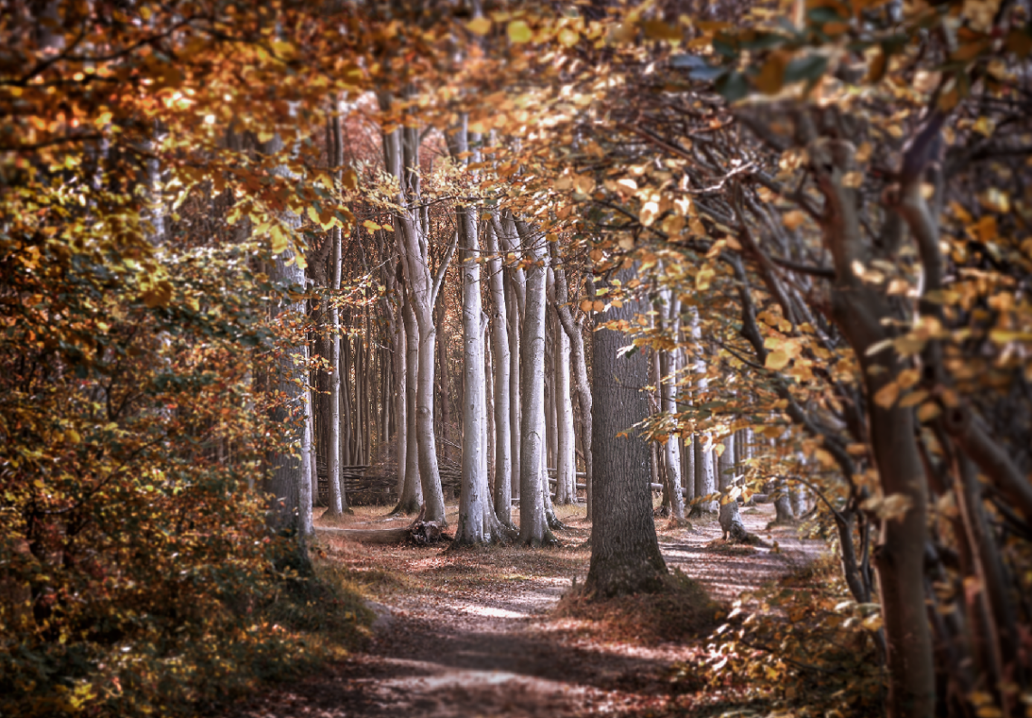 Ghost Wood of Nienhagen