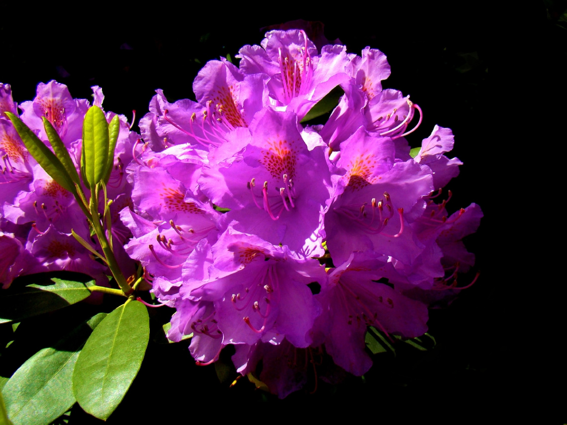 BLÜTEN