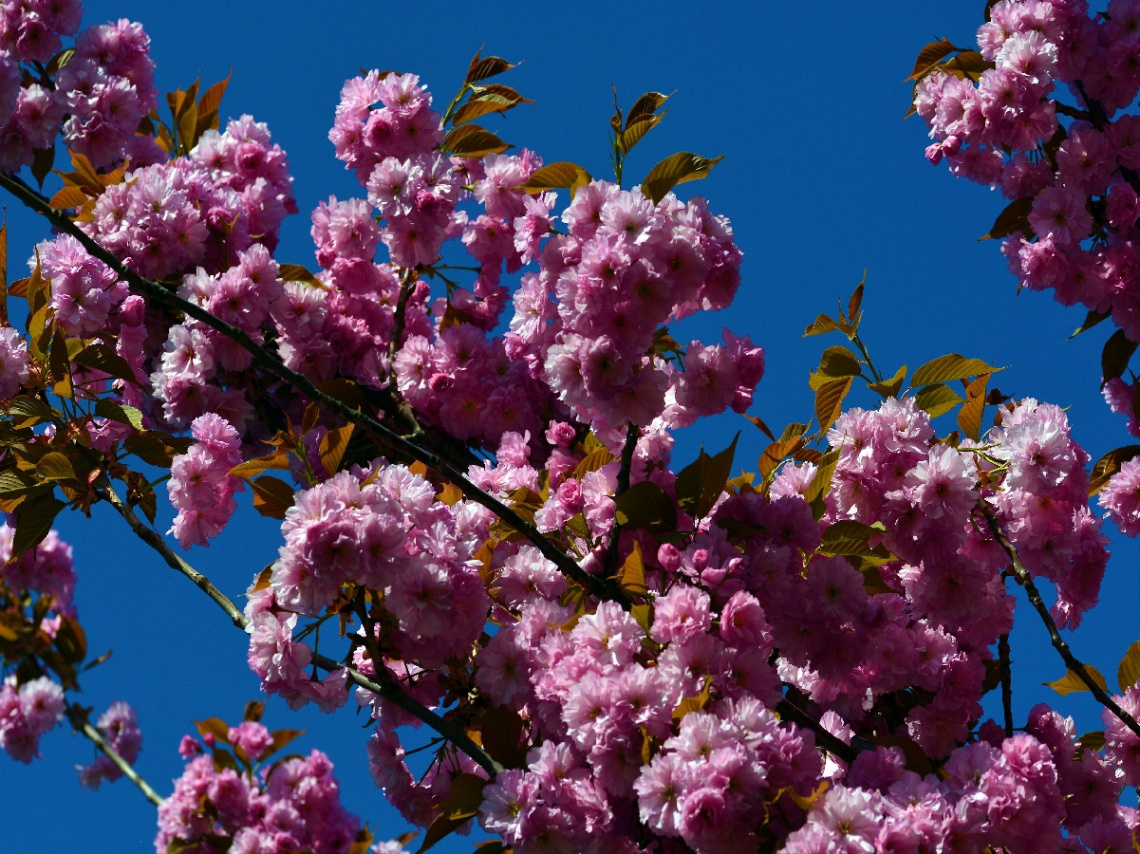 BLÜTEN