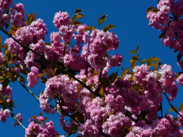 BLÜTEN