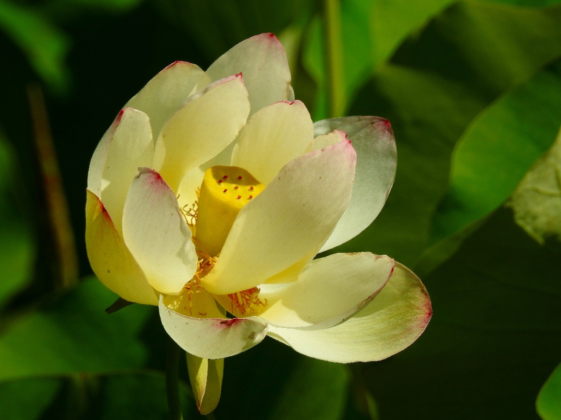 Lotus flower