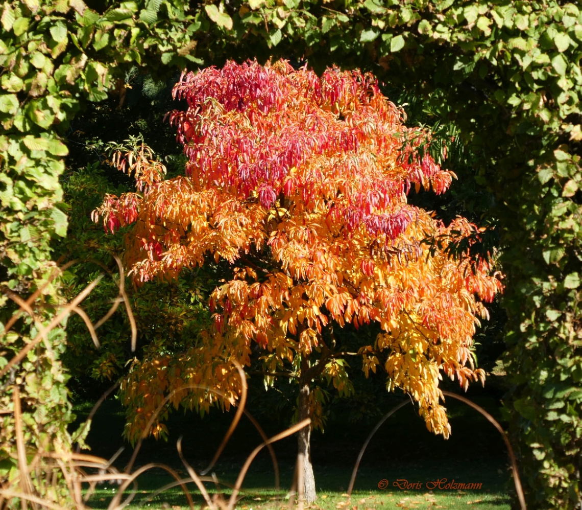 Herbst