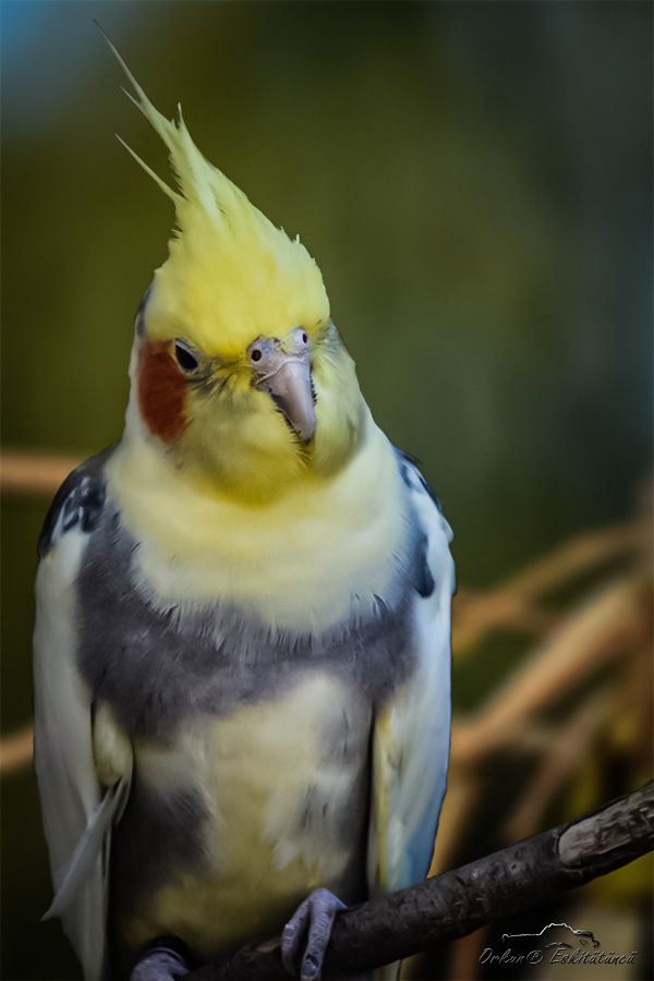 Sultan papağanı - Cockatiel