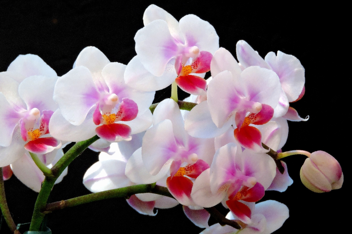 Orchids