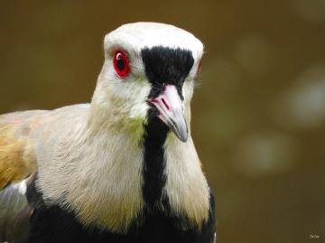 Vanellus chilensis 