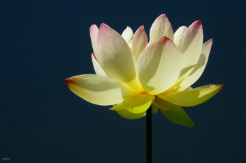 Lotus flower