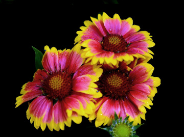 BLÜTEN