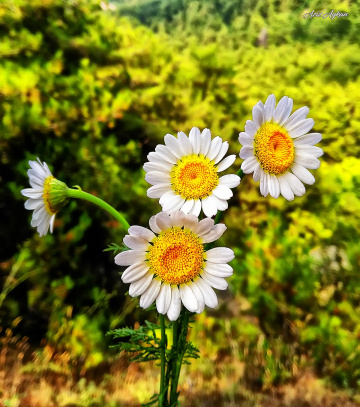 Papatya..