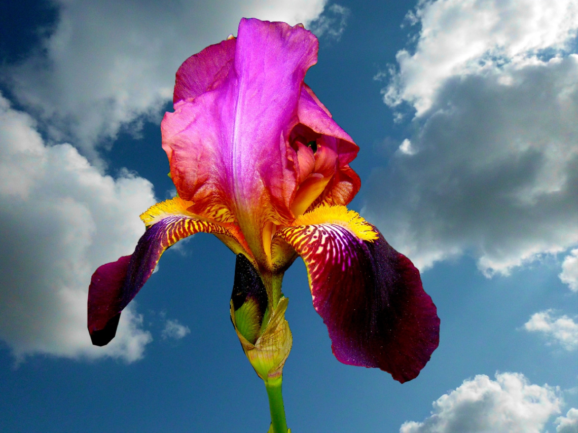 BLÜTE