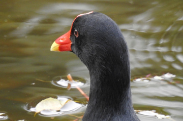 Frango-d'água 