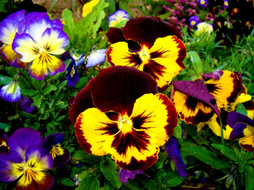 BLÜTEN
