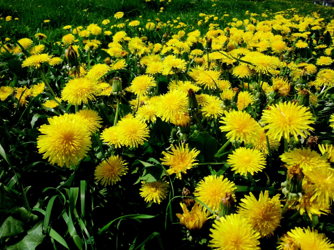 BLÜTEN