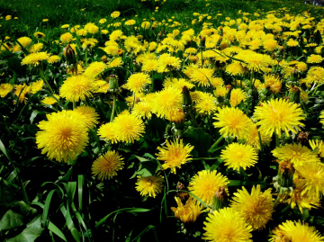 BLÜTEN