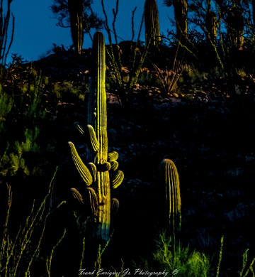 A Mighty Saguaro Of The Sonoran Desert