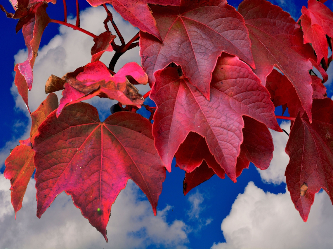 HERBST