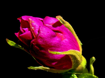 BLÜTE