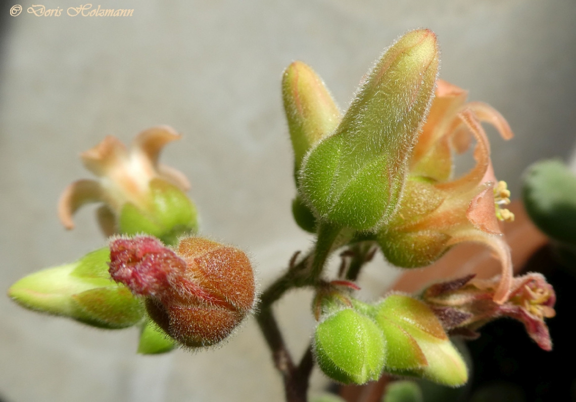 Knospen