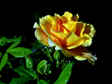 BLÜTE